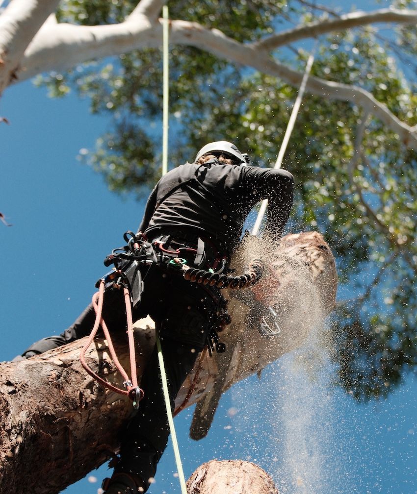 Arborist Cutting a Tree Branch with A Chainsaw and Secured by Ropes — AAA Trees On Tweed in Lennox Head, NSW