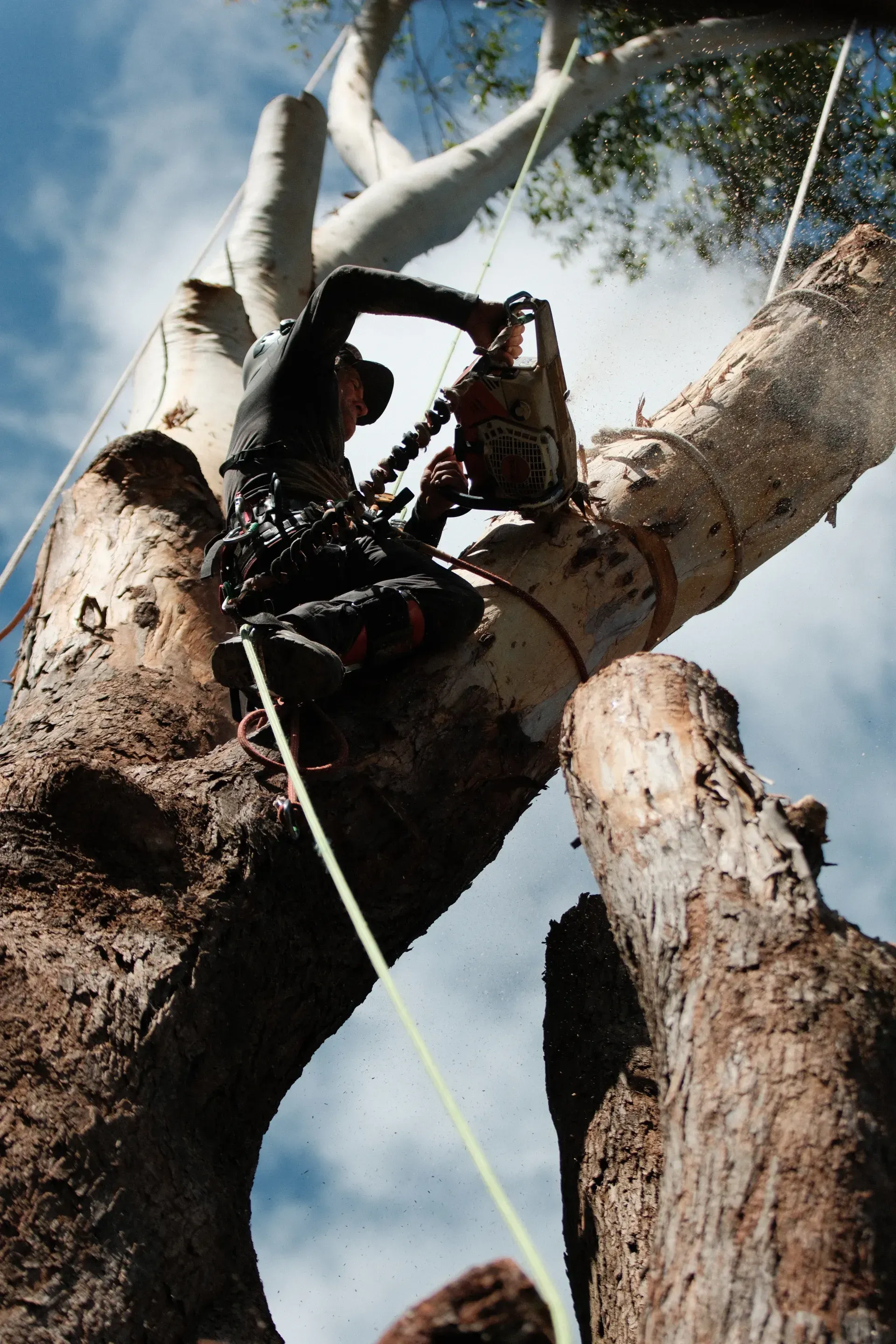 Arborist Using a Chainsaw to Cut a Tree Limb — AAA Trees On Tweed in Clunes, NSW