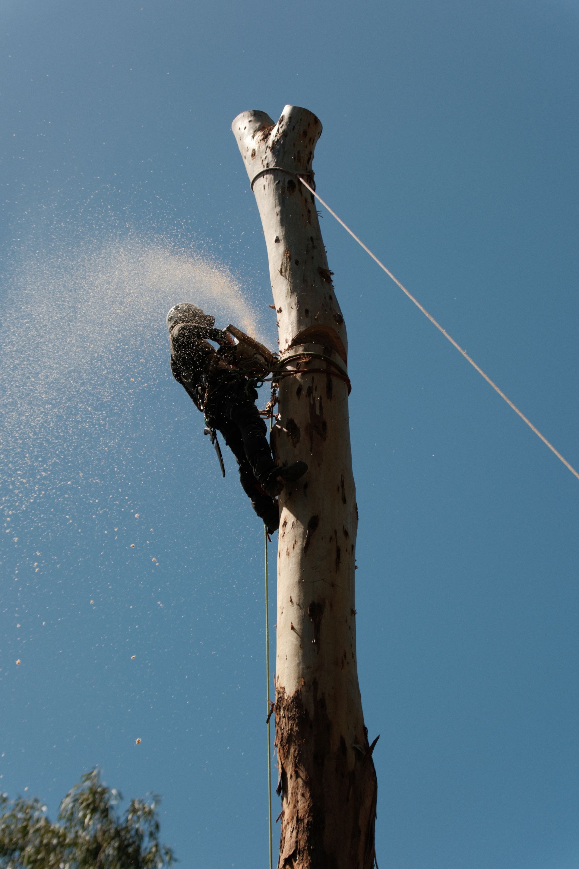 Arborist Using a Chainsaw on A Tall Tree Trunk, Creating Sawdust — AAA Trees On Tweed in Lennox Head, NSW