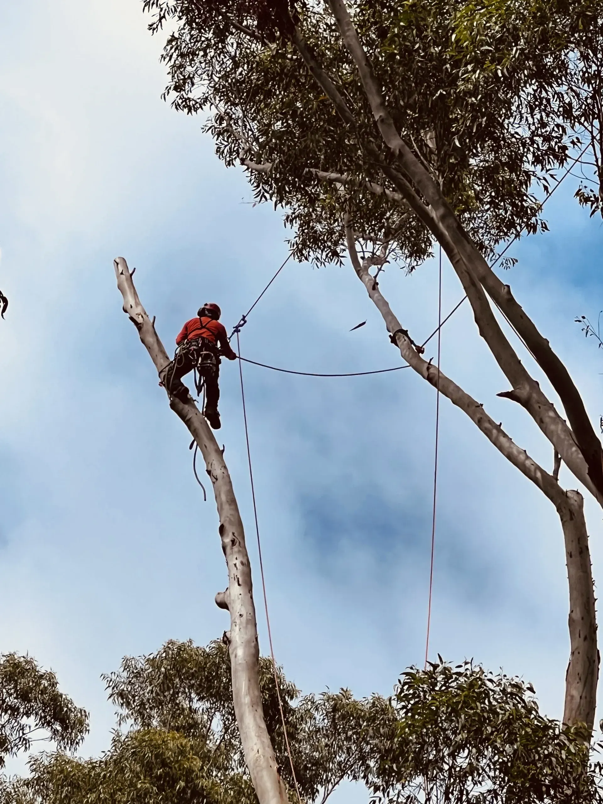 Arborist in Harness, Cutting Tree Limbs, Blue Sky Background — AAA Trees On Tweed in Alstonville, NSW