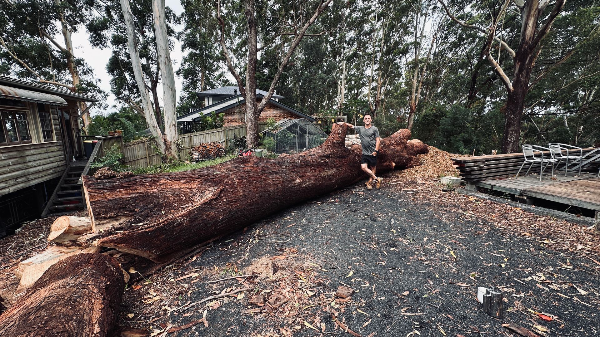 Person Stands Next to a Fallen, Large Tree Trunk Amidst Wood Chips — AAA Trees On Tweed In Currumbin Valley, NSW