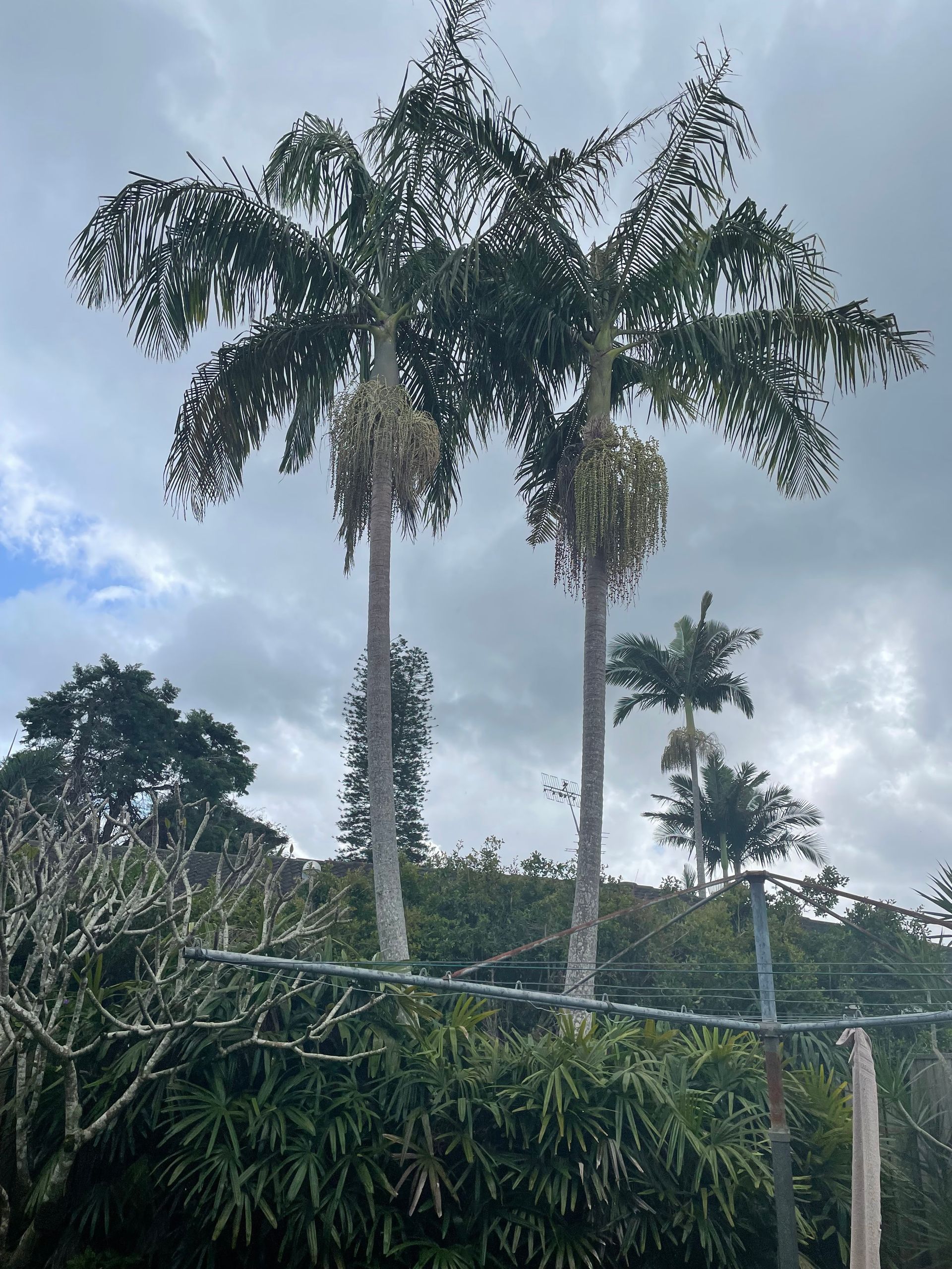 Two Tall Palm Trees with Green Fronds, Under a Cloudy Sky — AAA Trees On Tweed in Casuarina, NSW