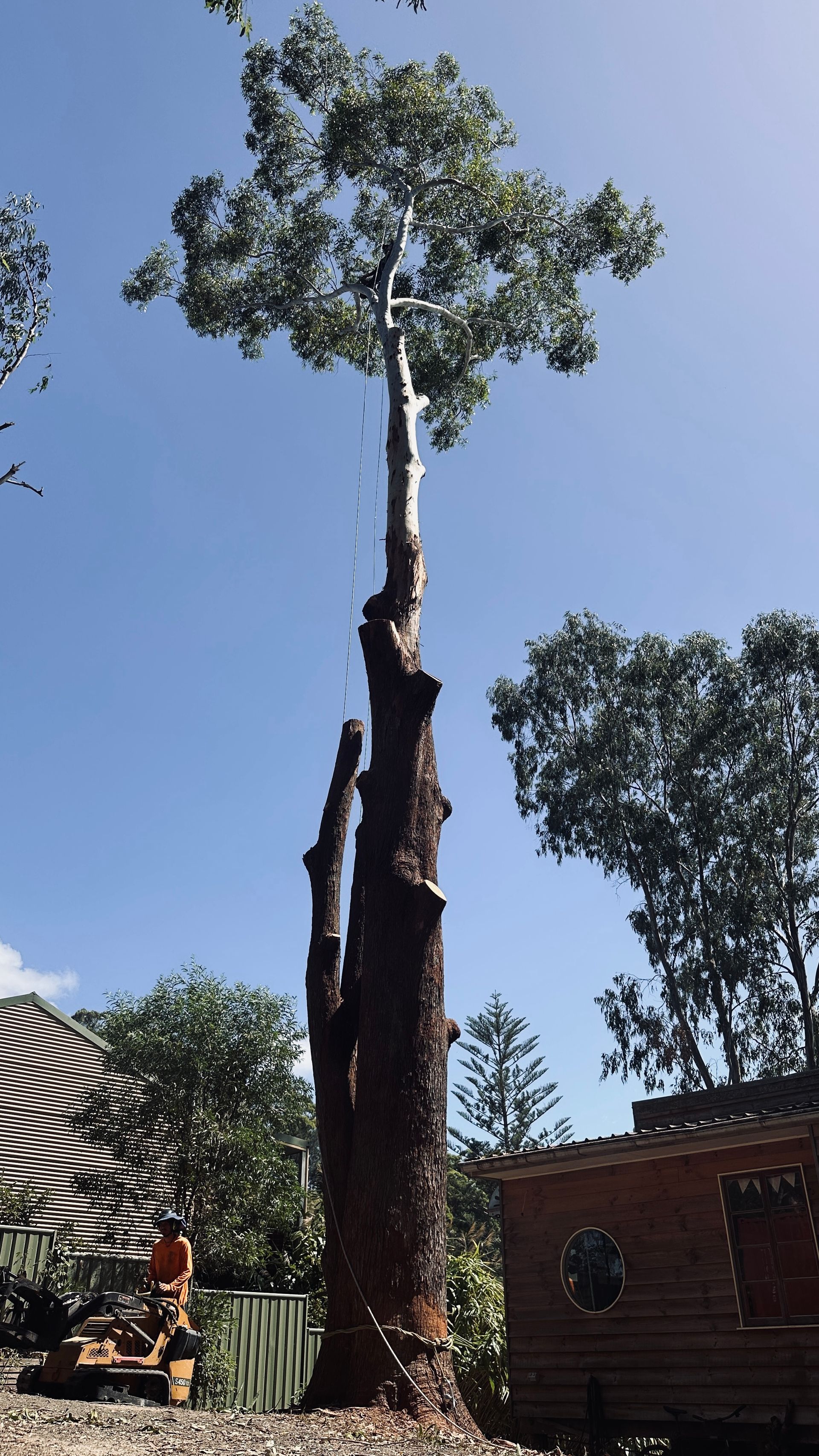 Tall Tree Being Trimmed — AAA Trees On Tweed in Bilambil Heights, NSW