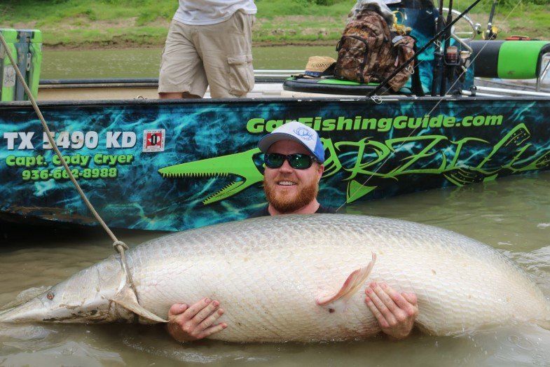 Man holding large alligator gar in water, boat in background.