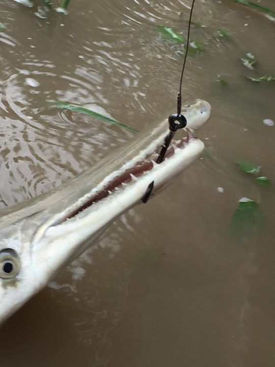 Hook into an Alligator Gar and you will understand quickly the