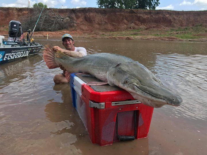 Man kneels with large alligator gar on a cooler in shallow water. Riverbank in background.