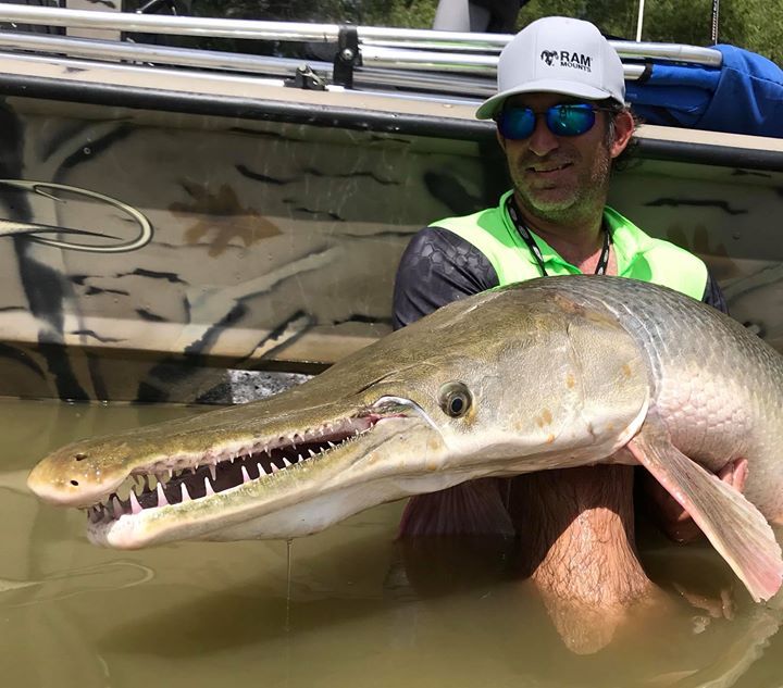 Man holding a large alligator gar in a boat, wearing sunglasses and hat, green and grey shirt.