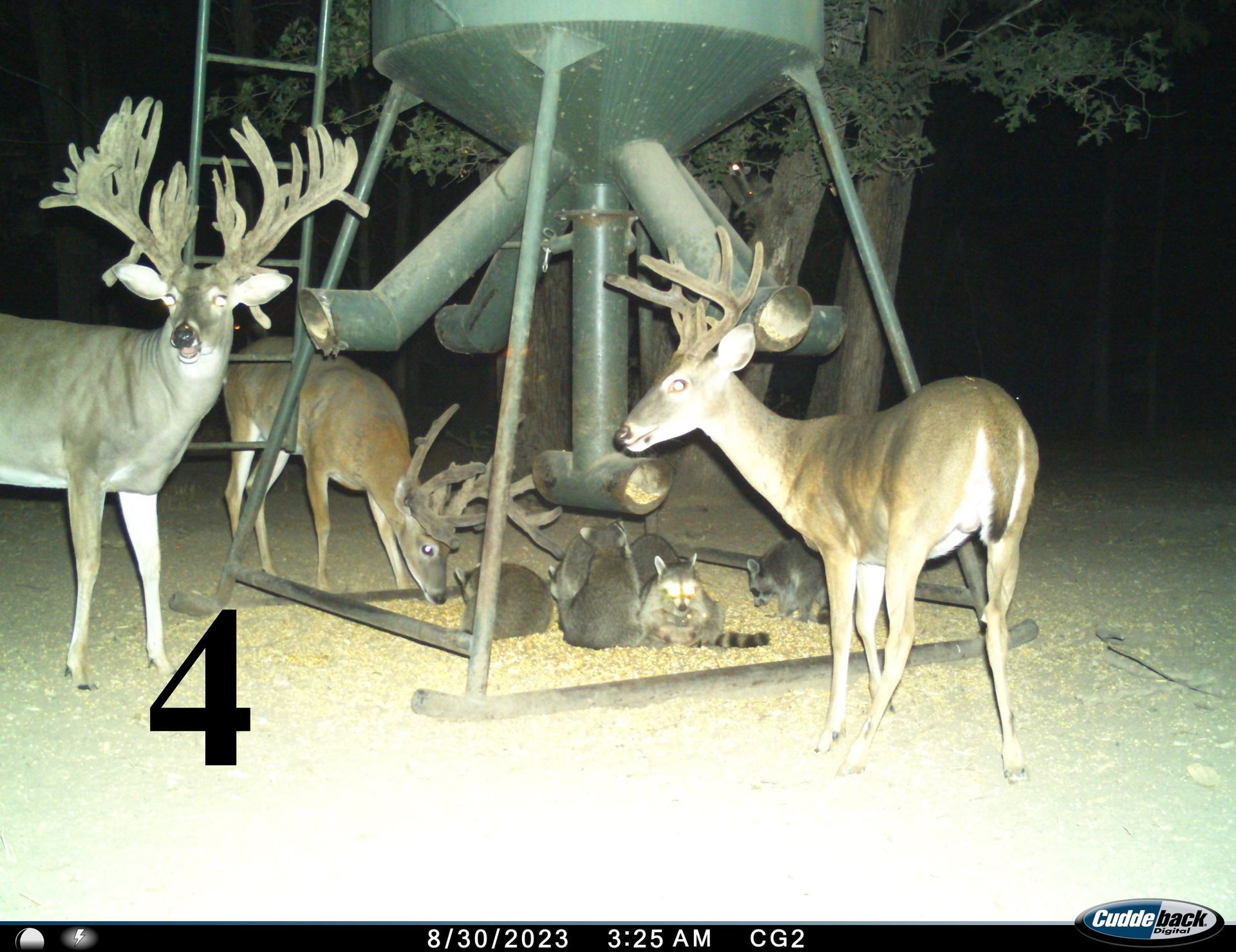 Four deer at a feeder at night. One buck with large antlers. Corn spills on the ground.