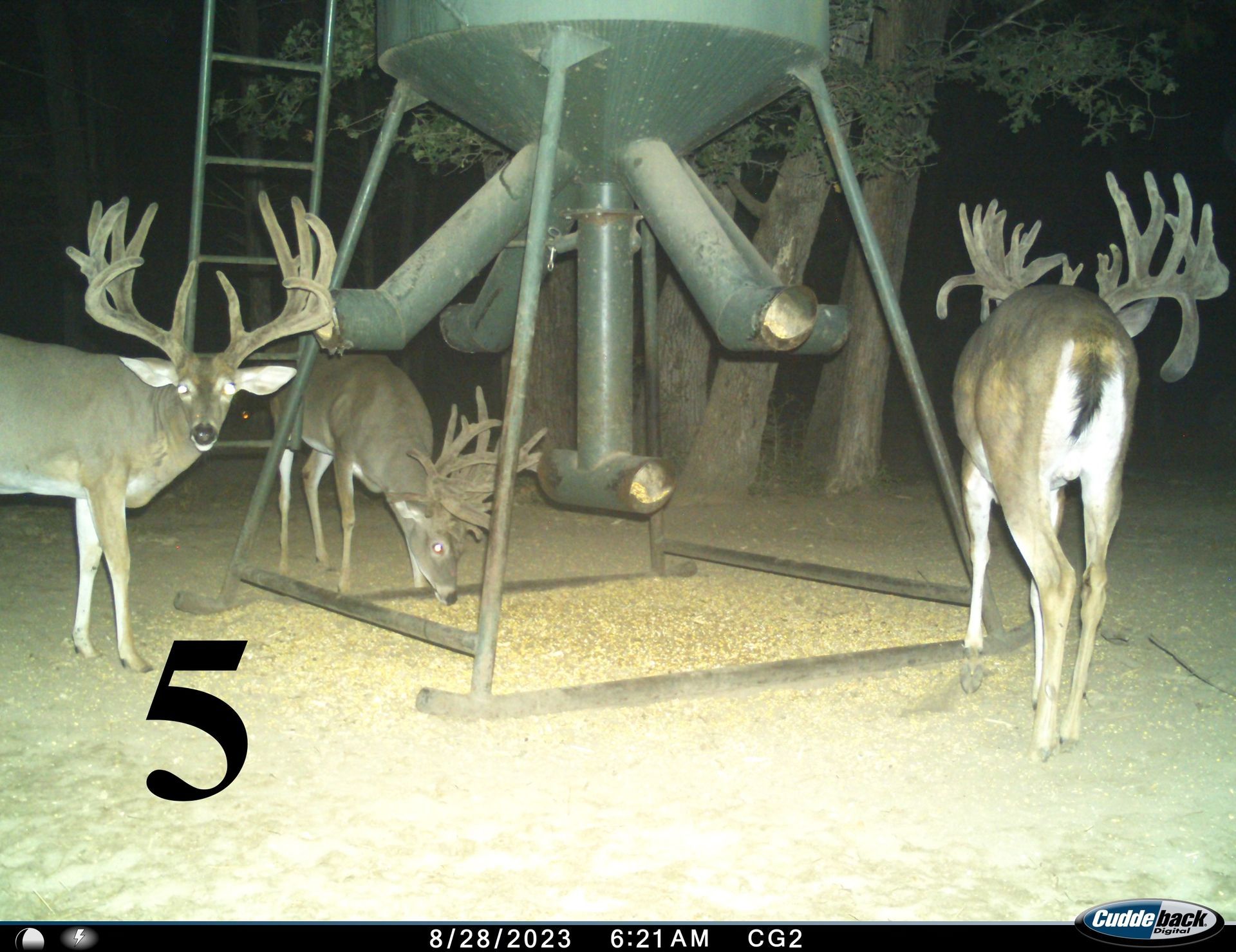 Three deer eating from a feeder at night. The deer have large antlers and are light brown.