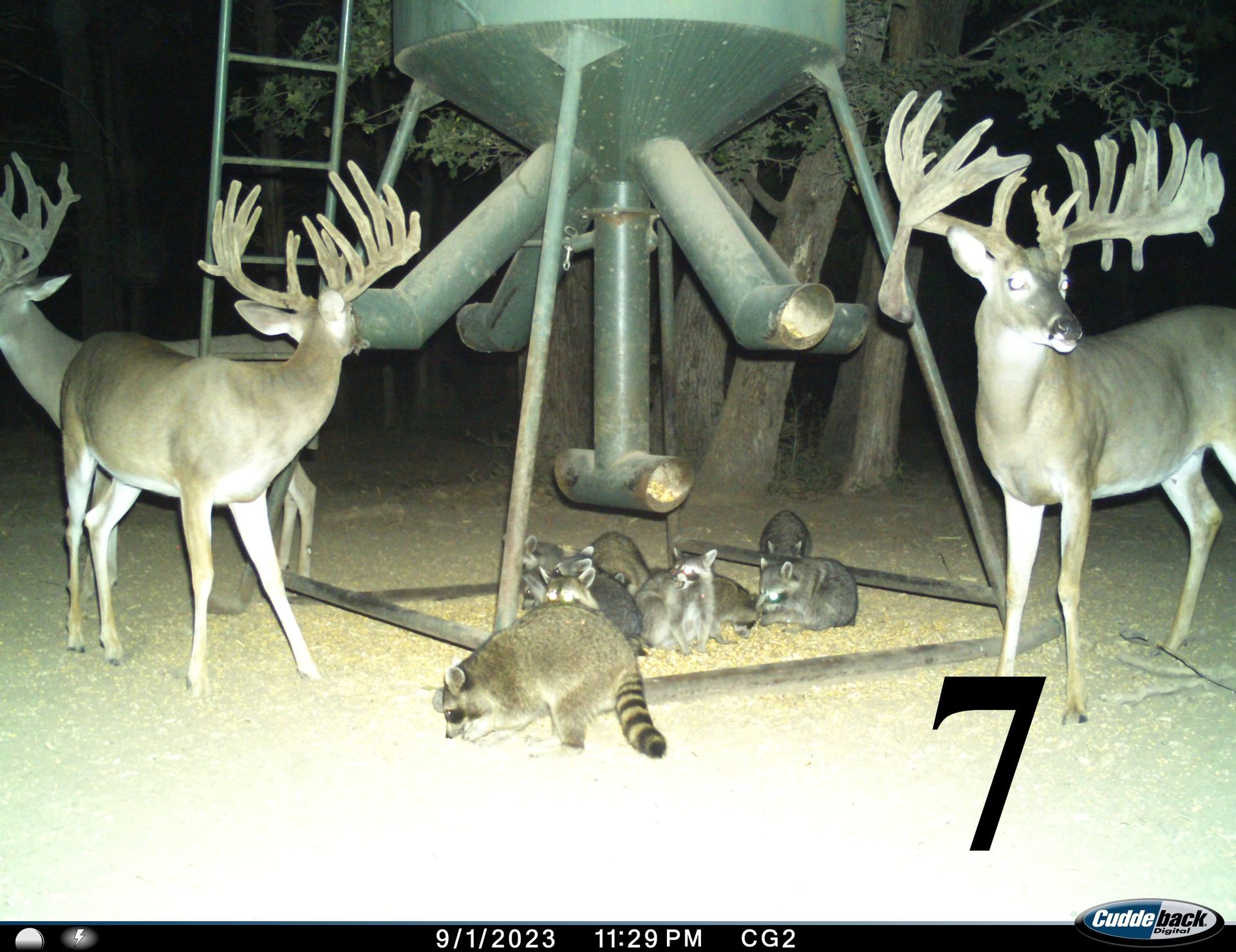 Two large bucks and raccoons feeding at a game feeder at night.