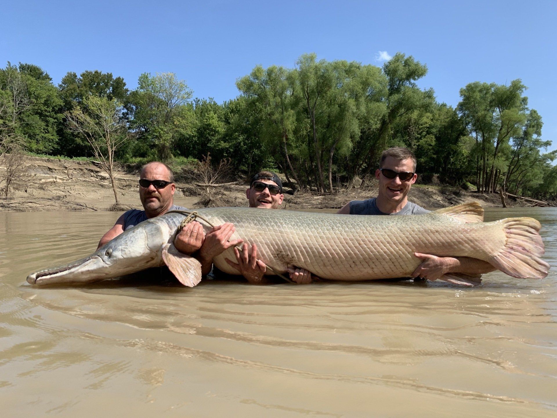 Three men hold a giant alligator gar in shallow water. The sky is blue and trees line the riverbank.