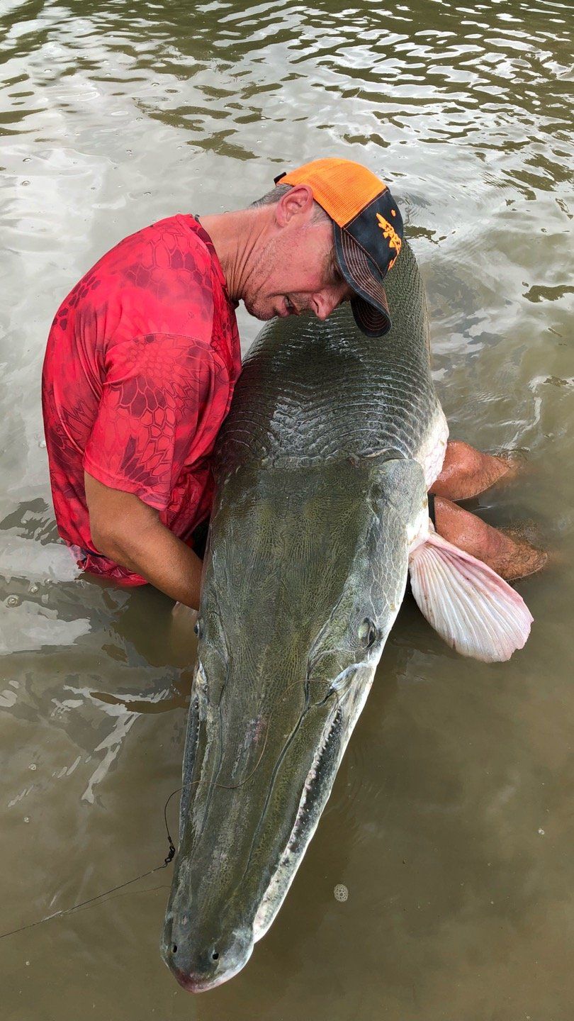 Man in water with large fish; fish has a long snout and is tan and grey.