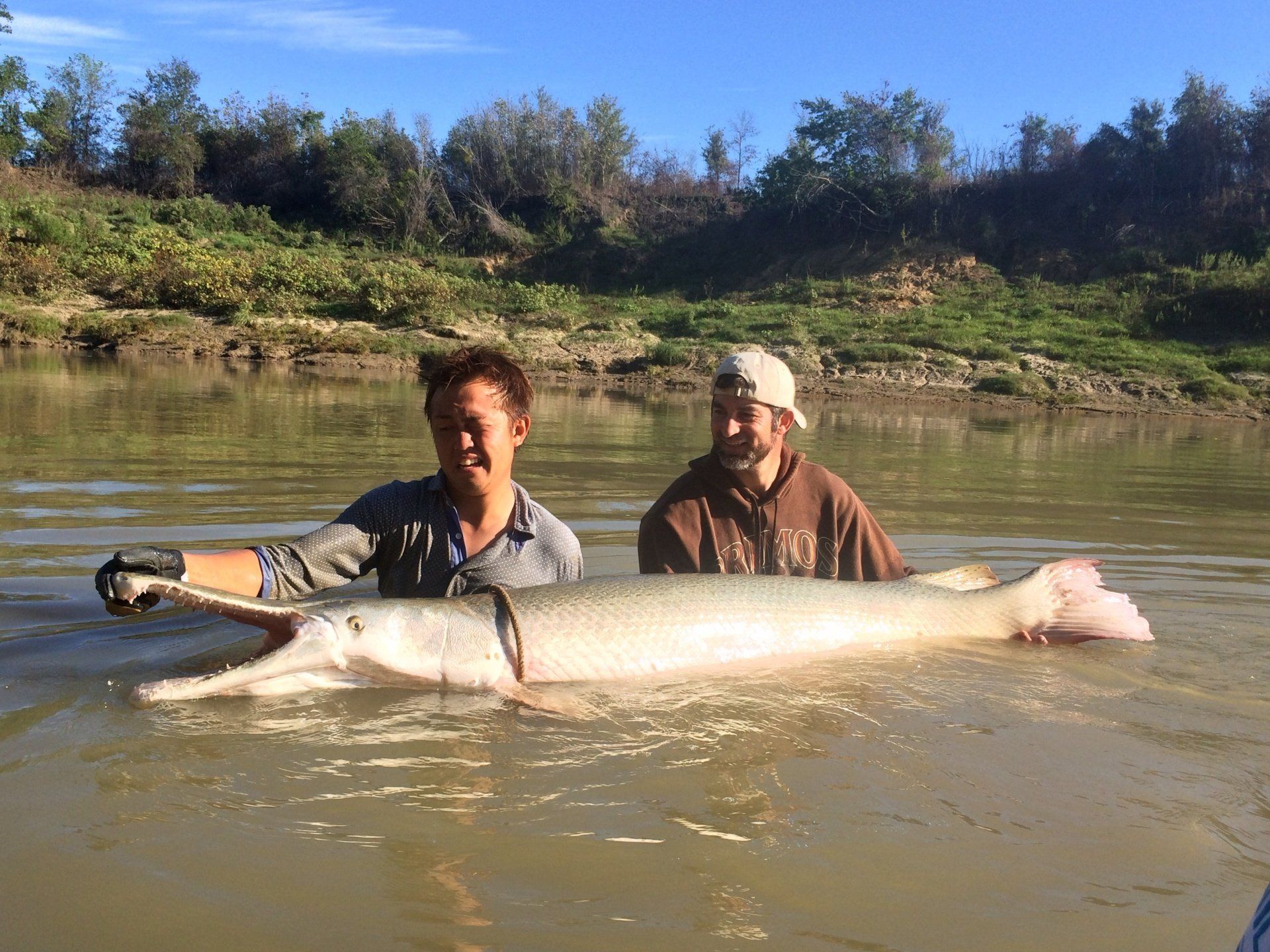 Two men in a river with a large fish they caught.