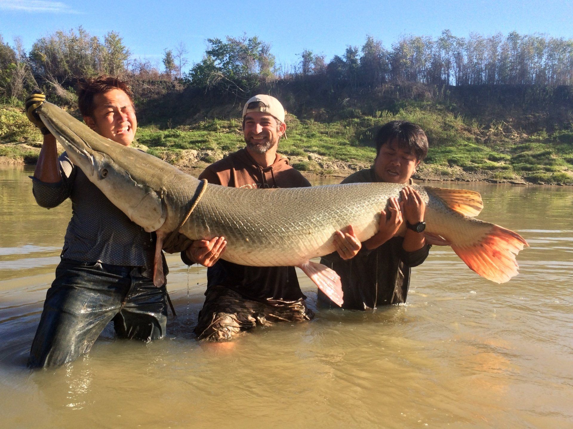 Three men in water hold a giant fish, smiling. Light skin, tan, and Asian men. River background.