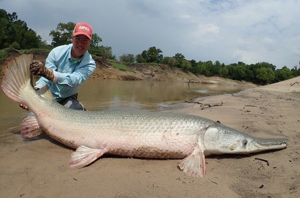 Man holding a giant alligator gar fish on a muddy bank, in a river setting.