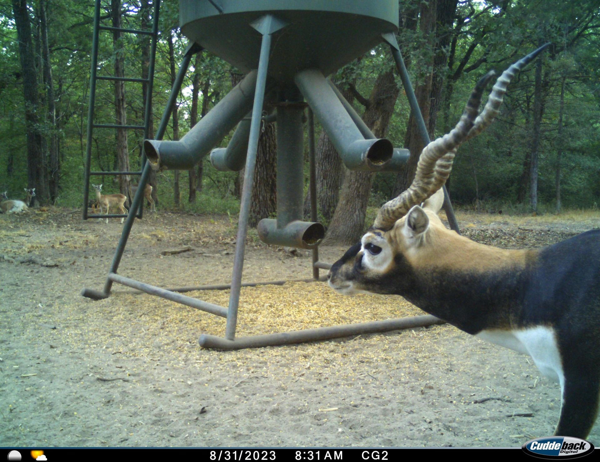 A blackbuck deer with large, spiraling horns stands near a feeder. Another deer is visible in the distance.