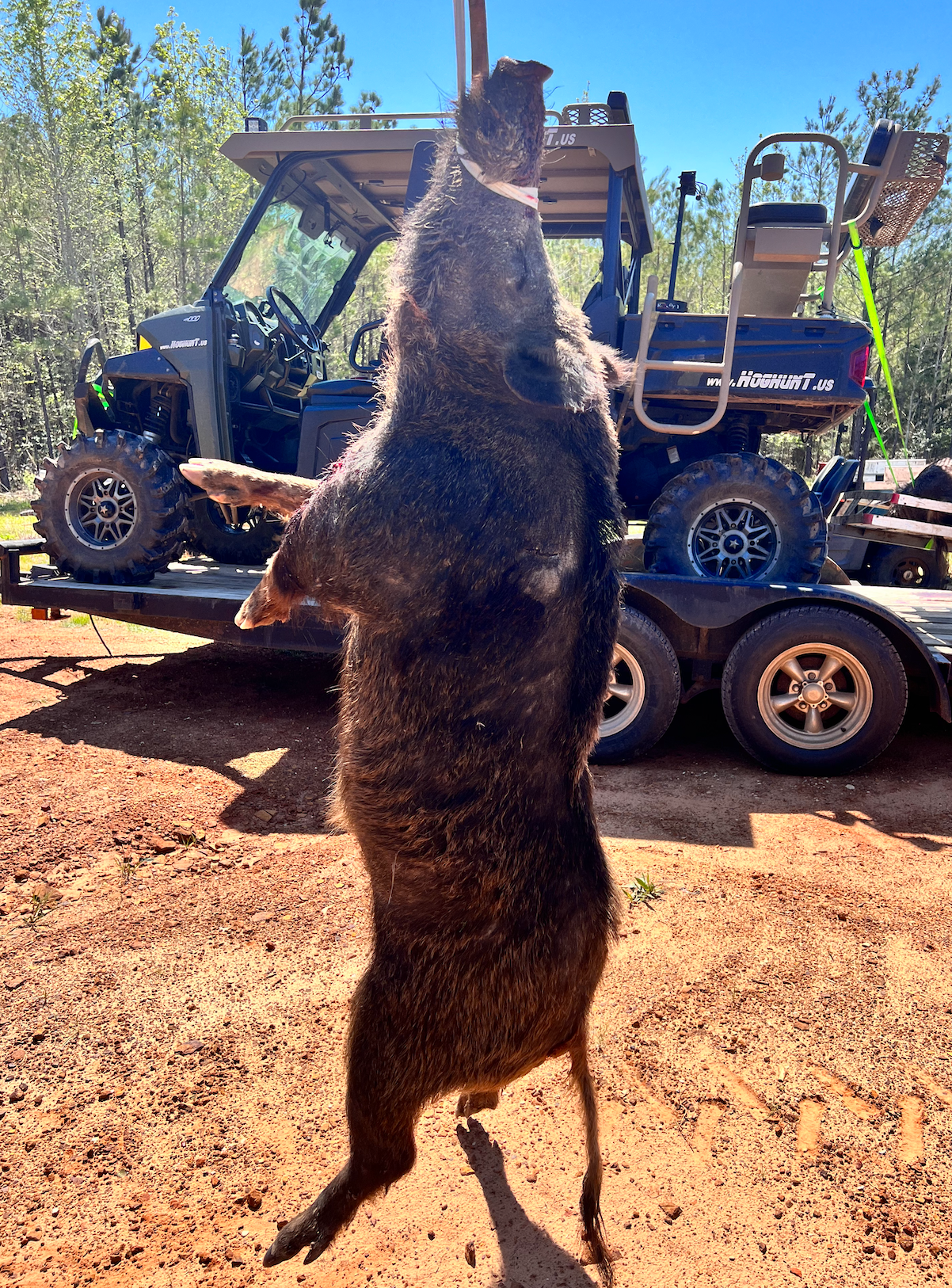 A large wild pig hanging, with a UTV in the background on a trailer.