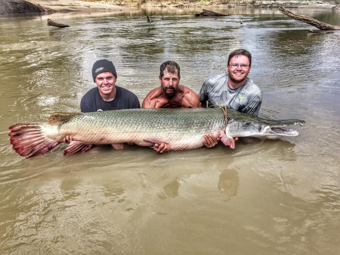 OUR IGFA WORLD RECORDS FOR ALLIGATOR GAR