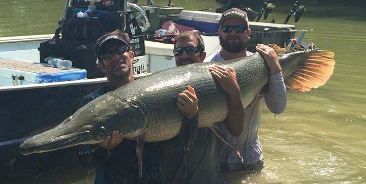 Alligator Gar