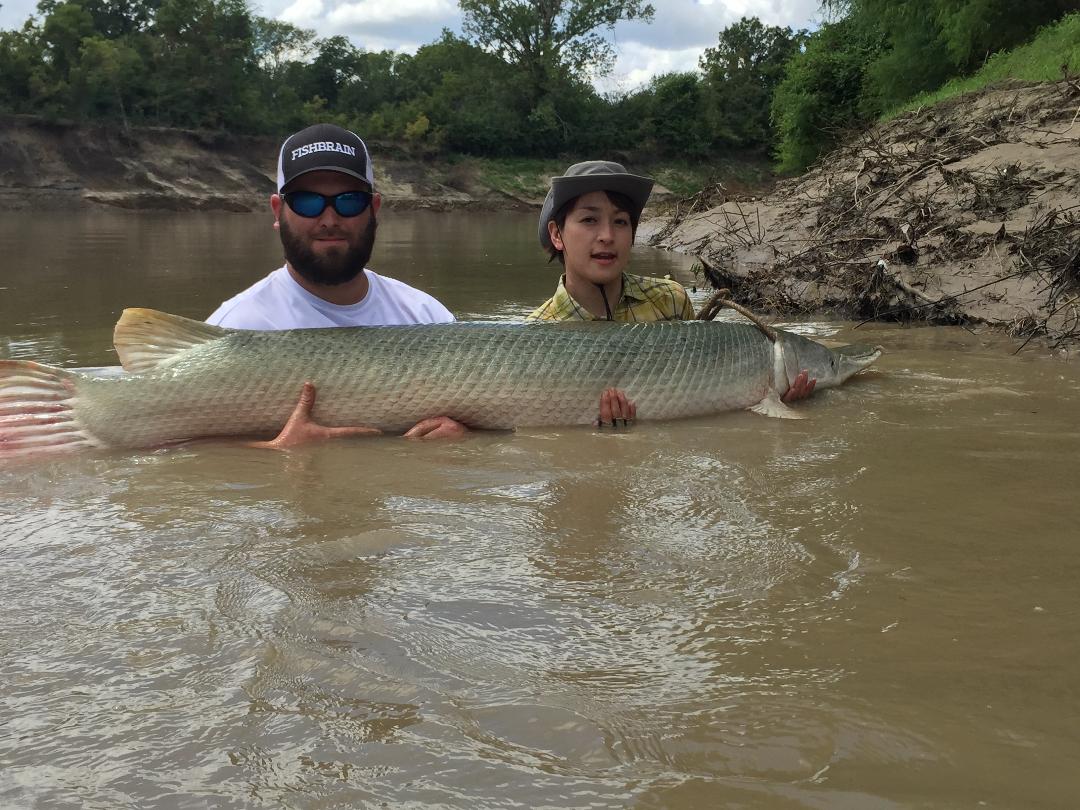 alligator gar