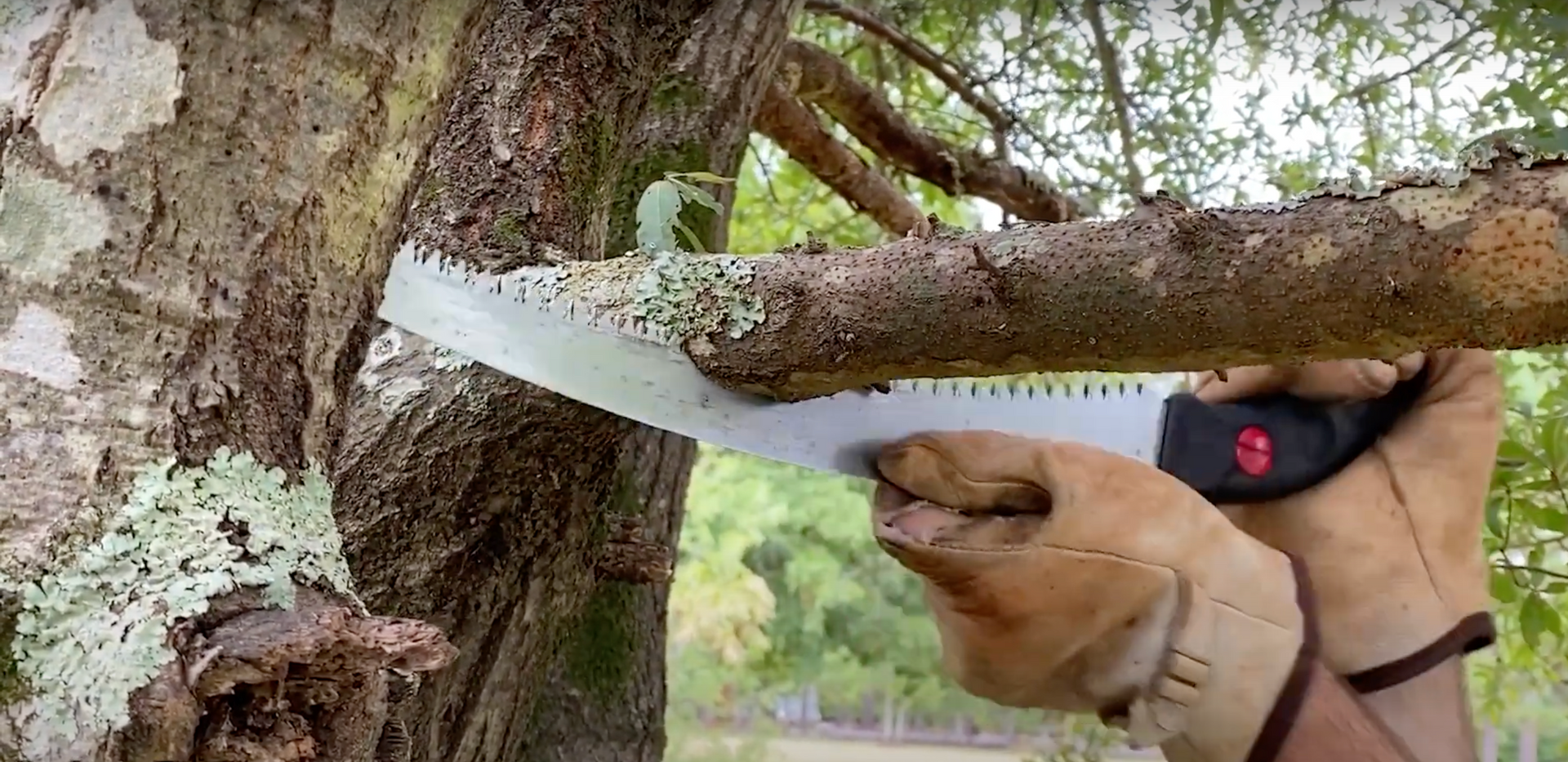 man pruning a tree branch with a small saw