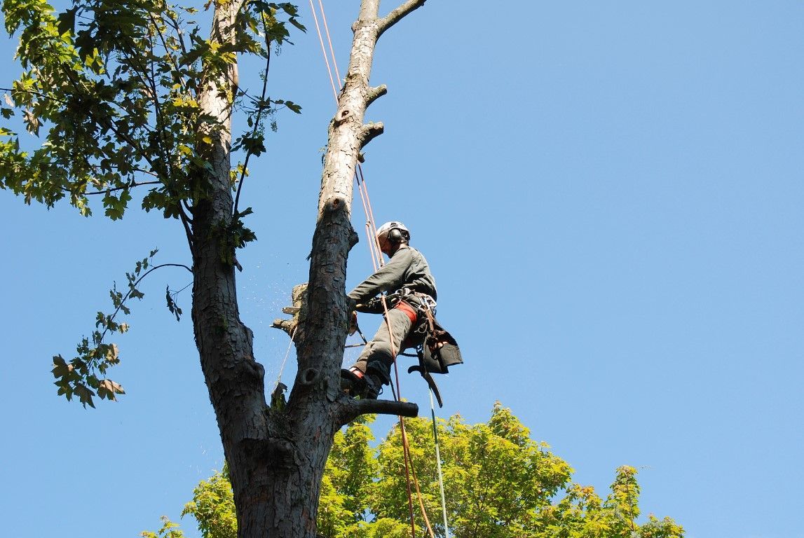 man in a tree with climbing tools, and trimming a tree branch