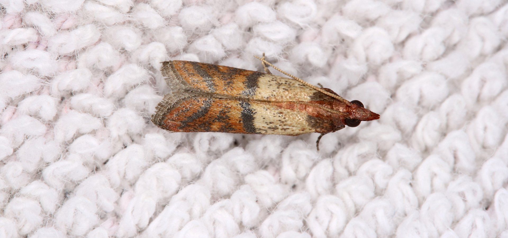 Moths (The Common 'Clothes' Moth)