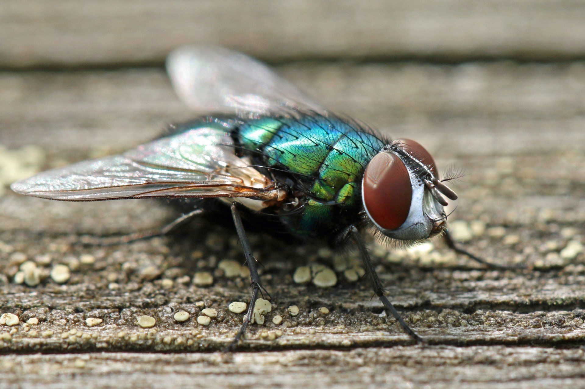 Cluster Fly Control