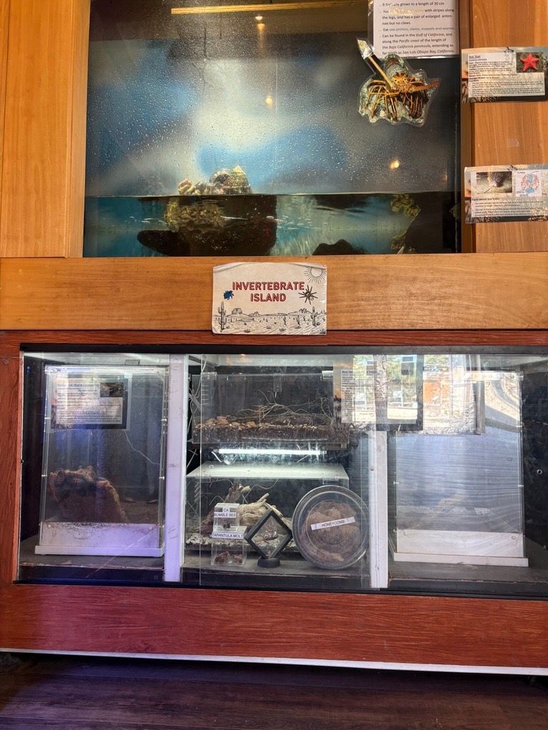 Two Madagascar hissing cockroaches on a white surface, one above the other.