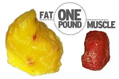 Visual comparison of 1 lb of fat vs 1 lb of muscle, highlighting fat as larger and yellow, muscle as smaller and red.