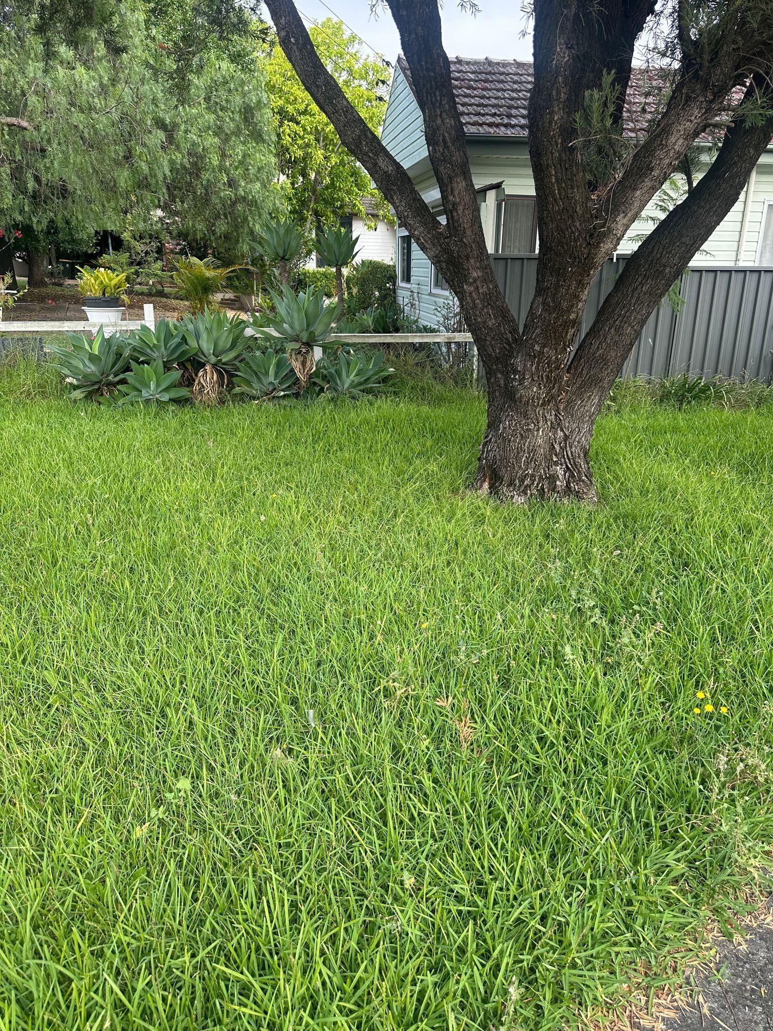 A lush green lawn with a tree in the background and a house in the background.