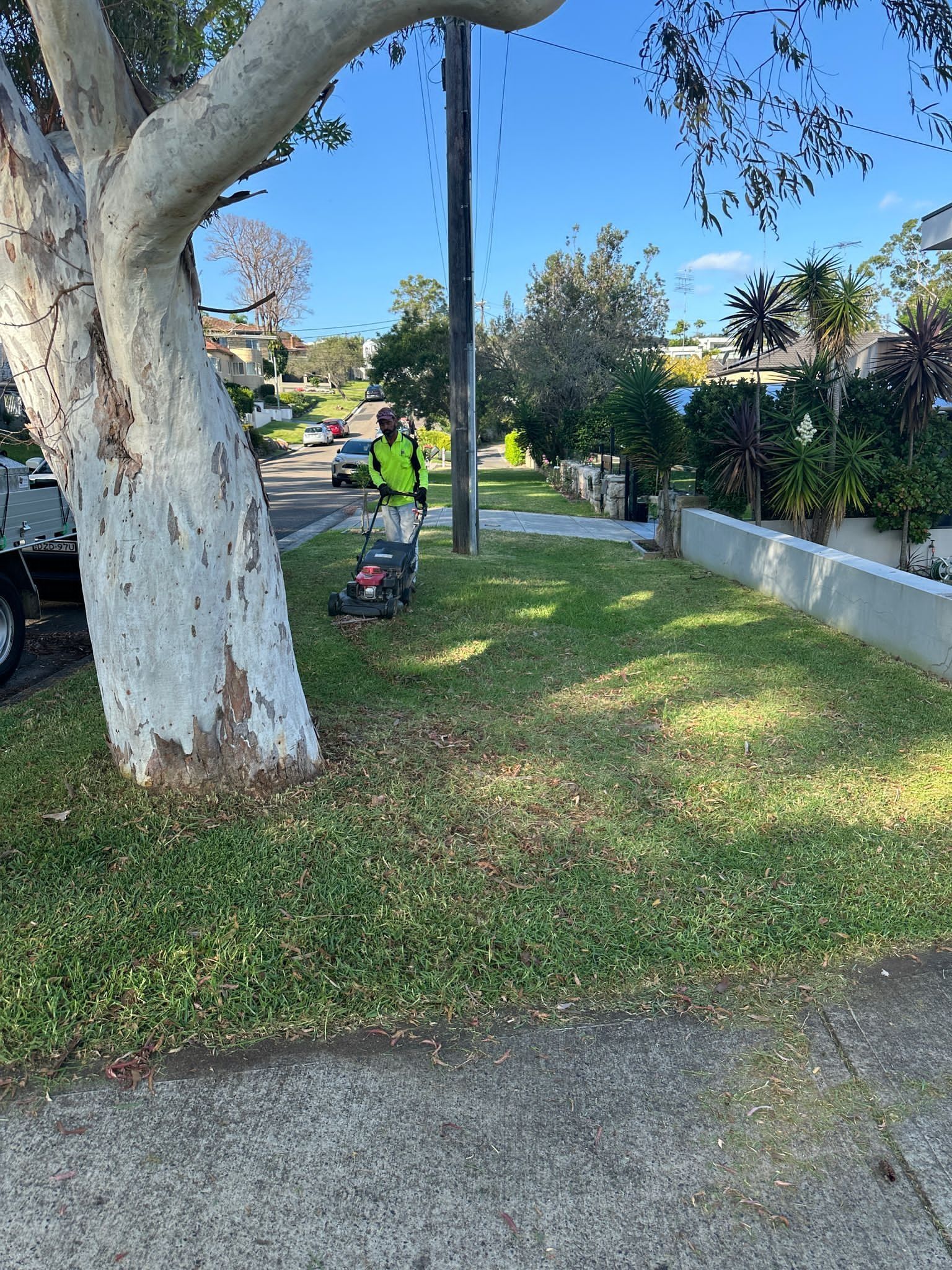 A man is mowing a lush green lawn next to a tree.