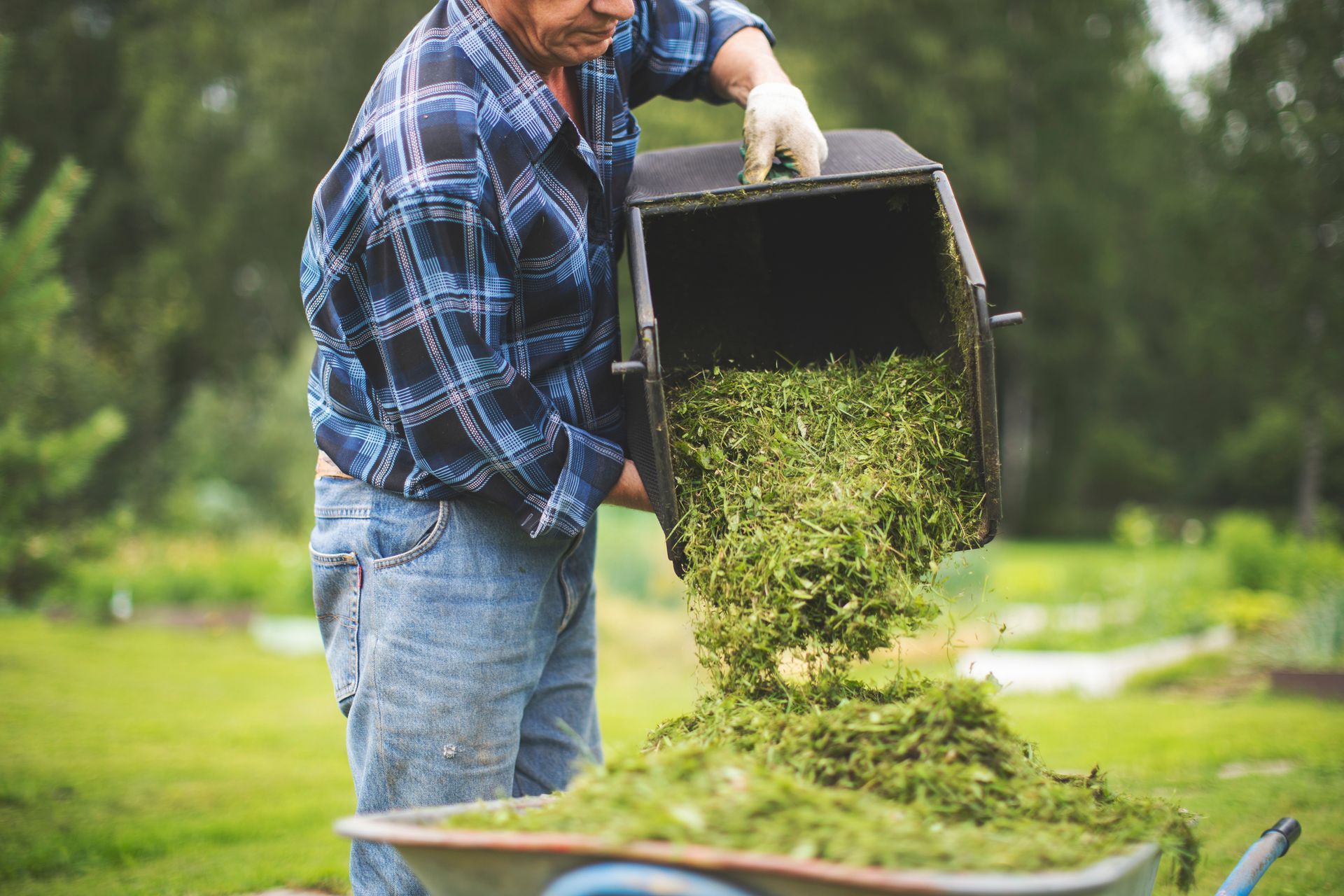 A man is pouring grass into a wheelbarrow.