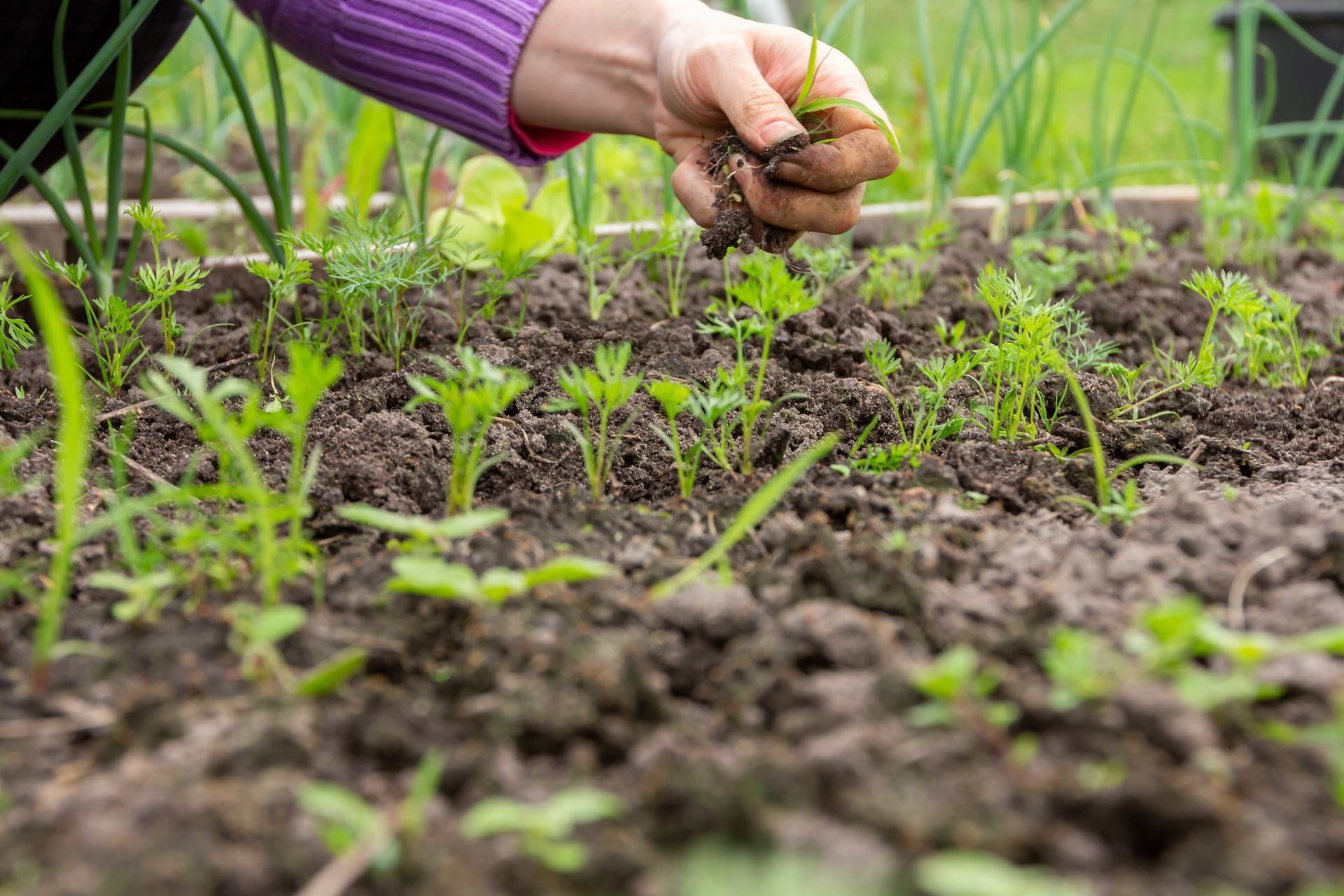 A person is planting plants in a garden.