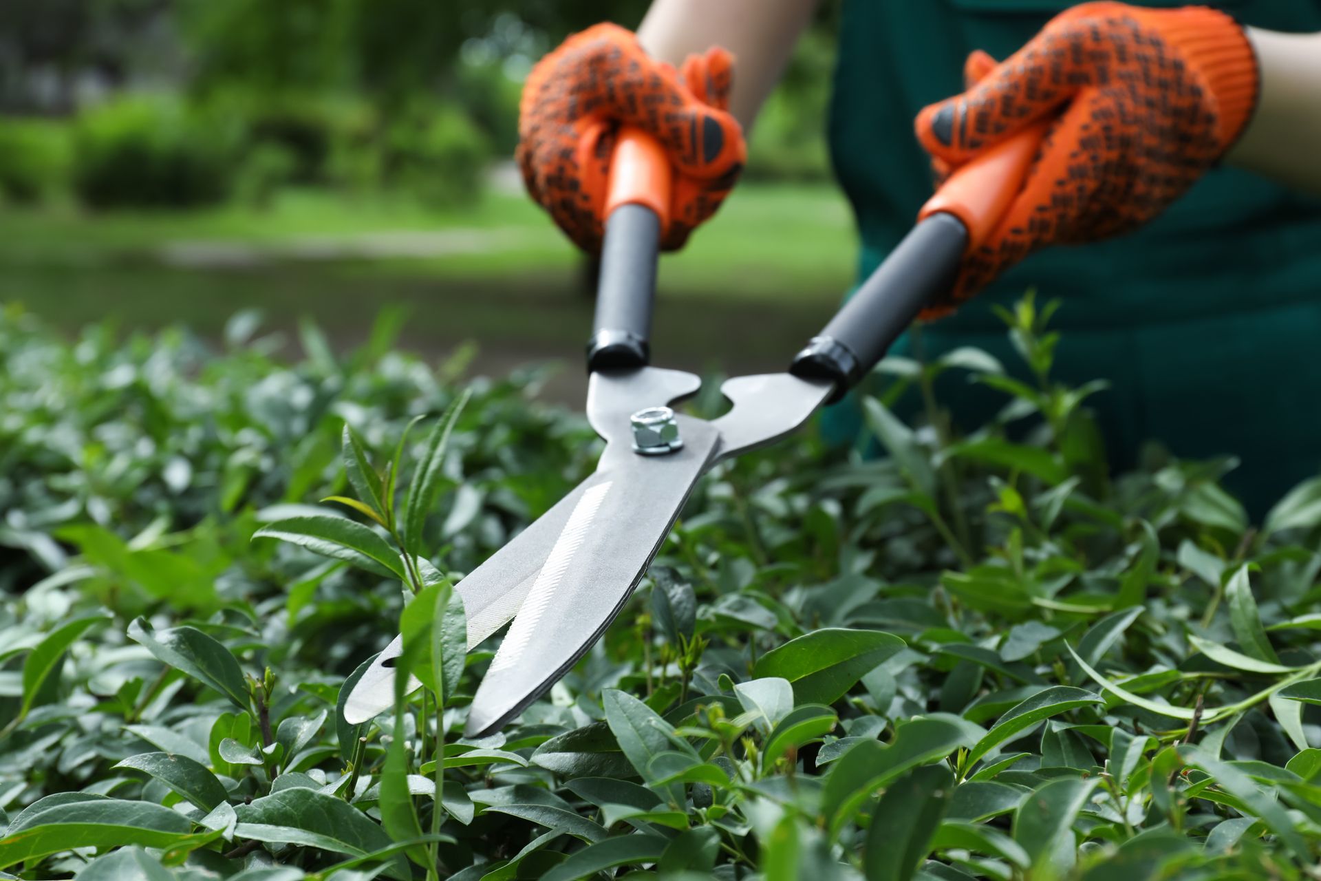 A person is cutting a bush with a pair of scissors.