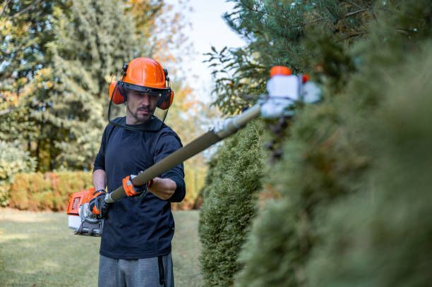 A man is cutting a hedge with a hedge trimmer.