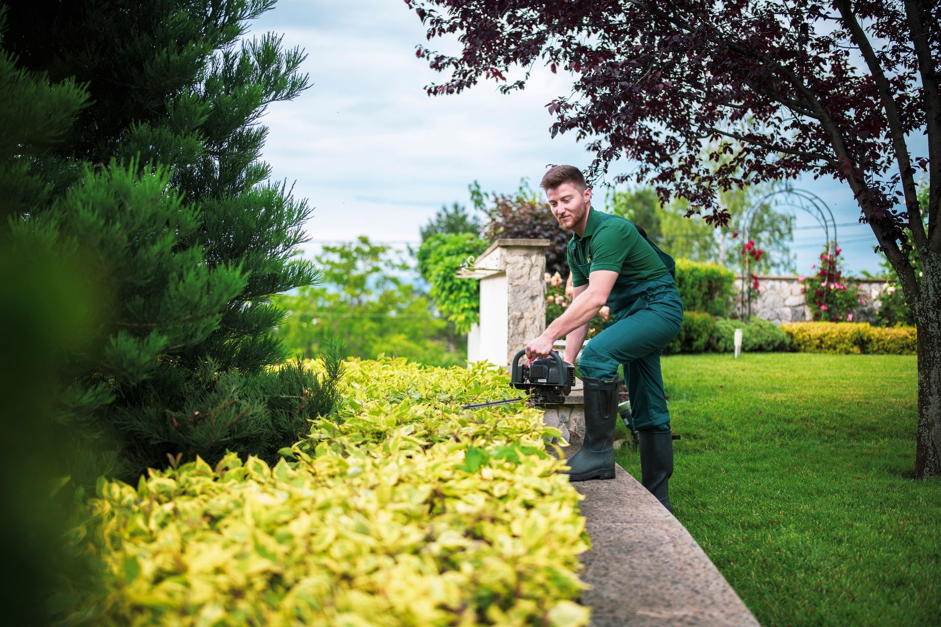 A man is kneeling down and trimming a hedge in a garden.