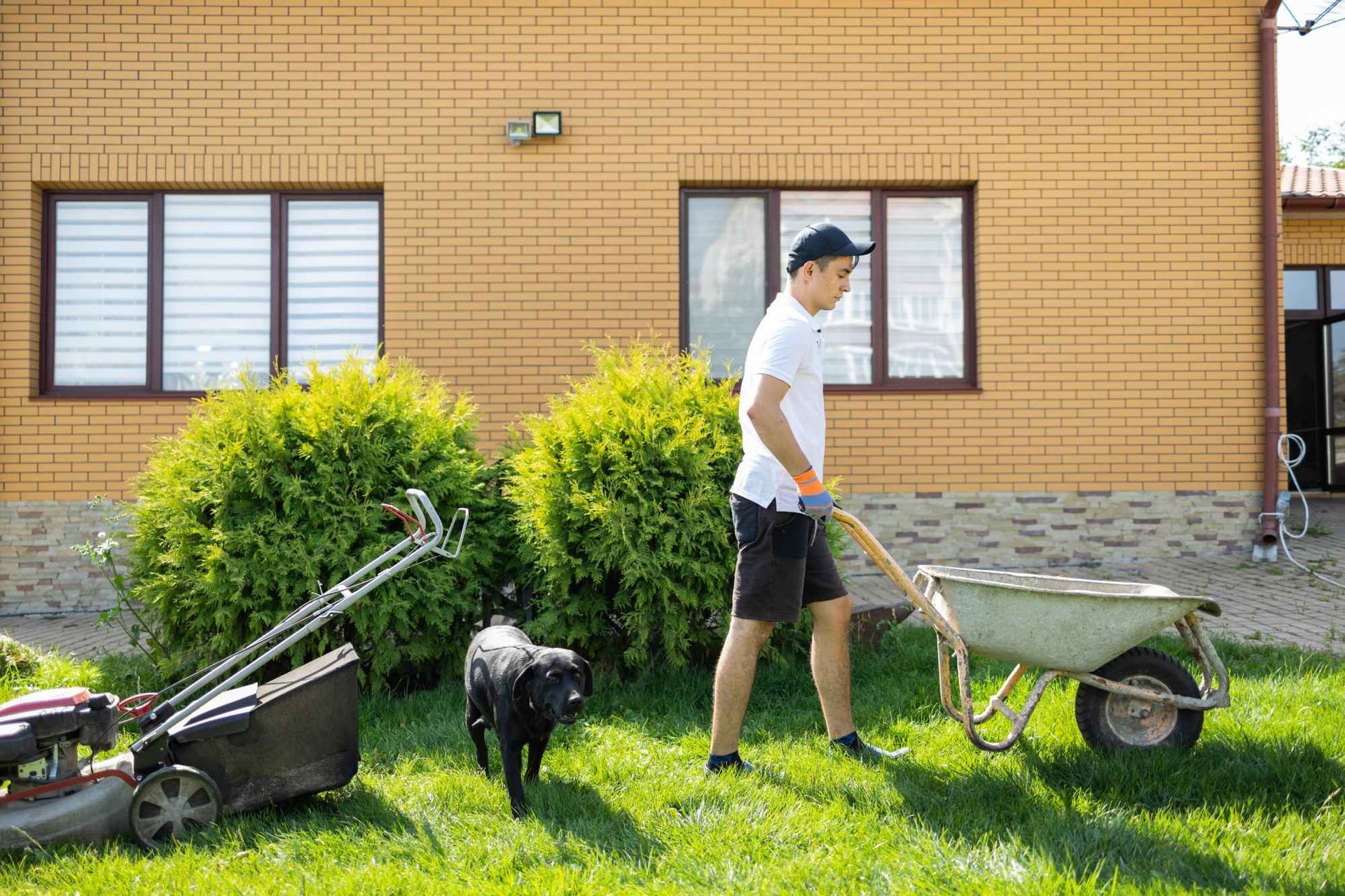 A man is pushing a wheelbarrow in a yard next to a lawn mower and a dog.