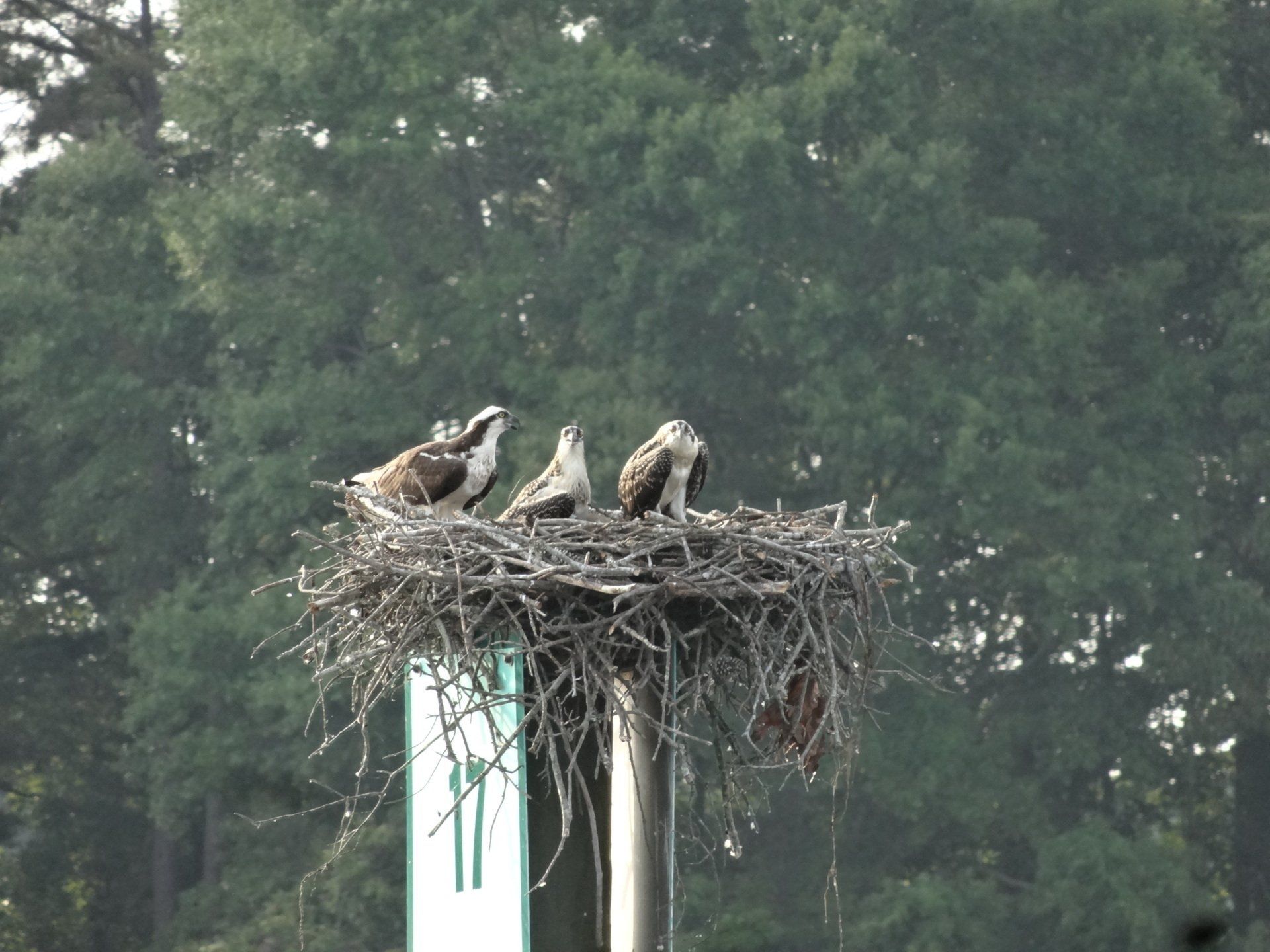 Ospry birds in nest
