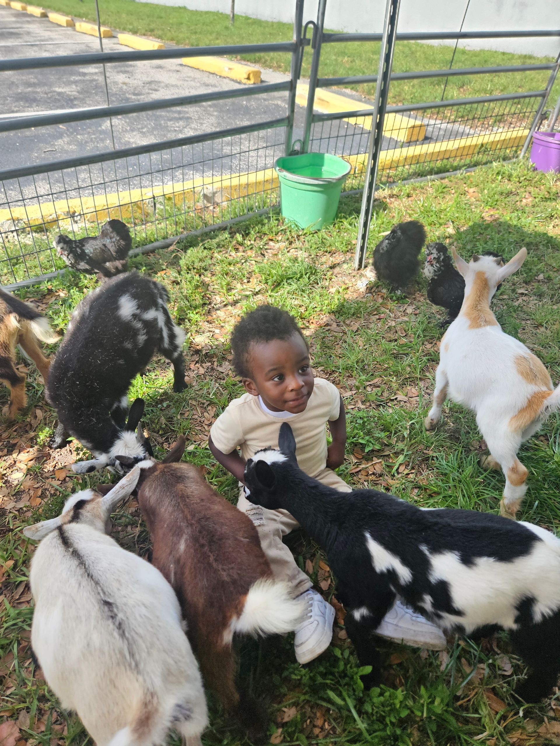 A baby smiles, surrounded by several goats in a grassy outdoor setting.