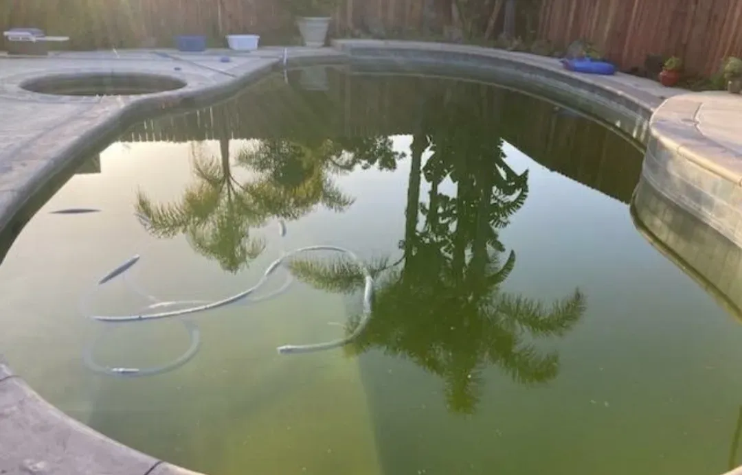 Green, algae-filled swimming pool with a visible reflection of palm trees and sky.