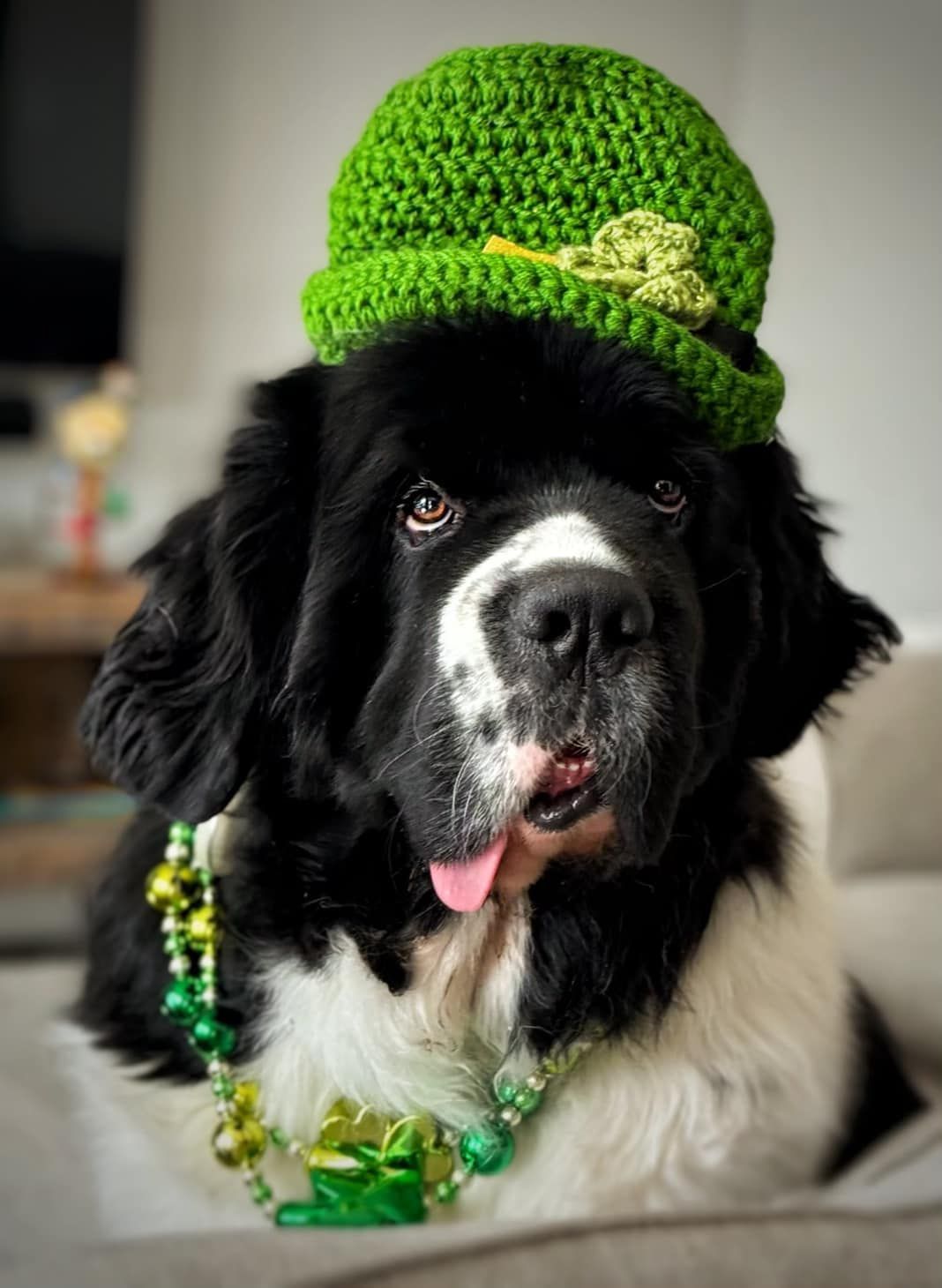 A black and white dog wearing a green hat and green beads.
