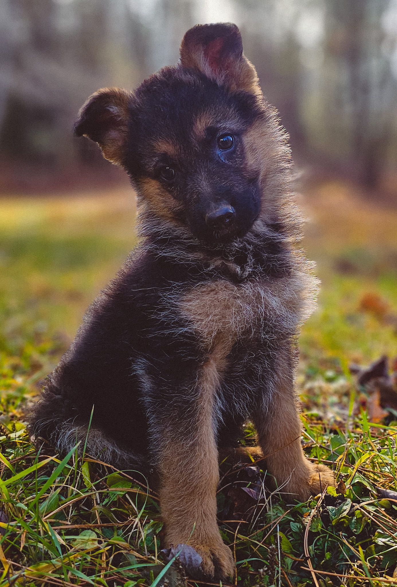 A german shepherd puppy is sitting in the grass looking at the camera.