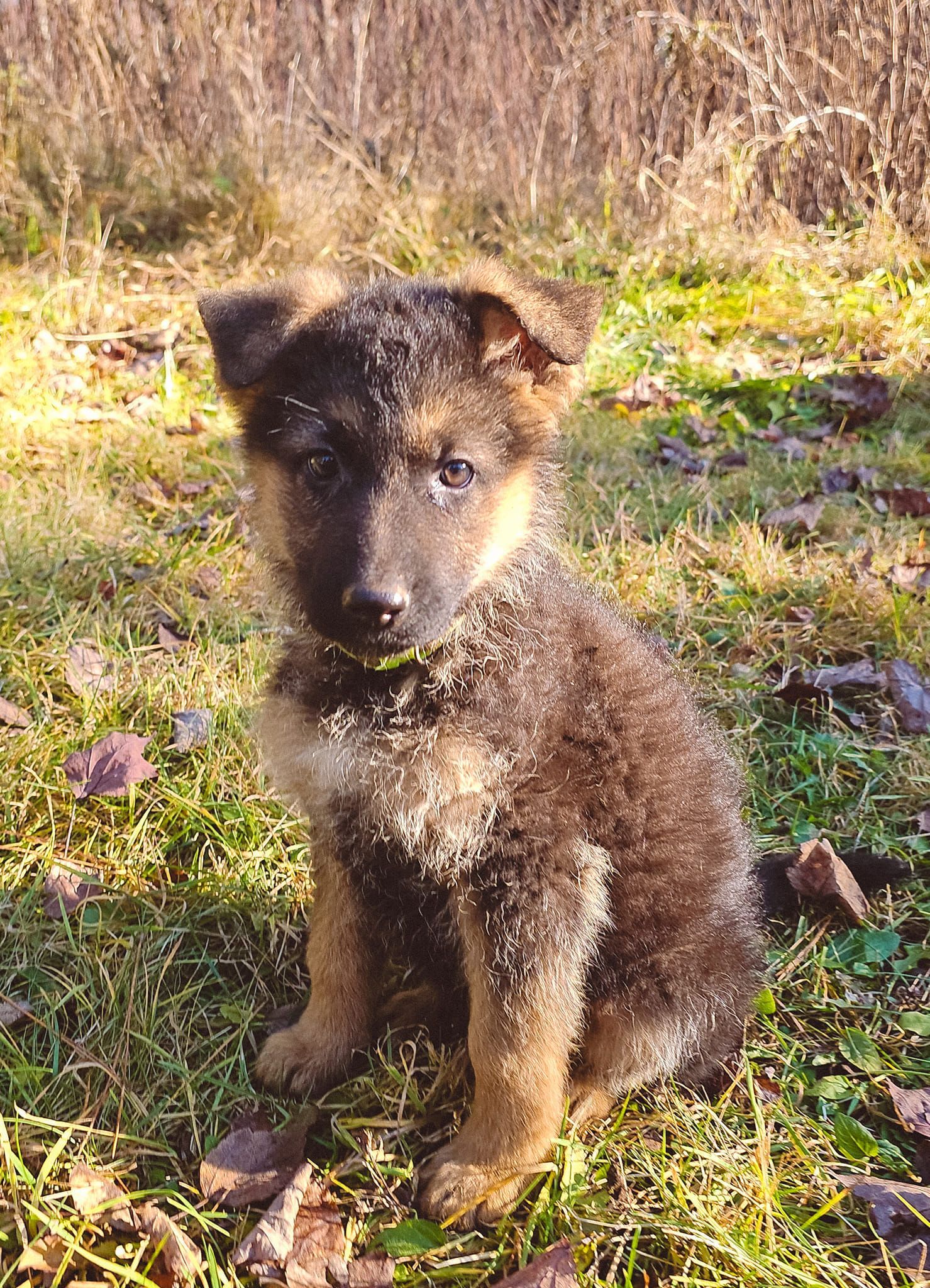 A german shepherd puppy is sitting in the grass looking at the camera.