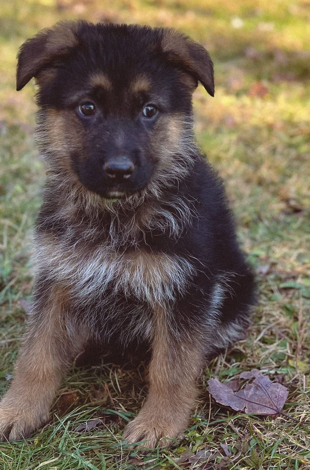 A german shepherd puppy is sitting in the grass looking at the camera.