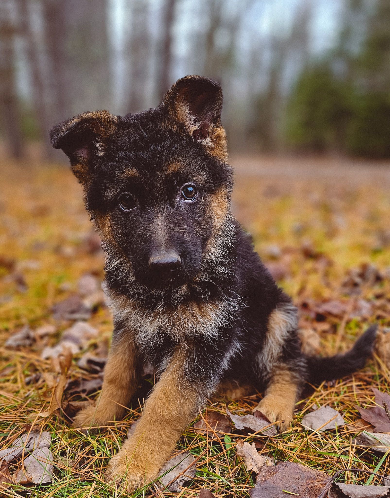 A german shepherd puppy is sitting in the grass looking at the camera.