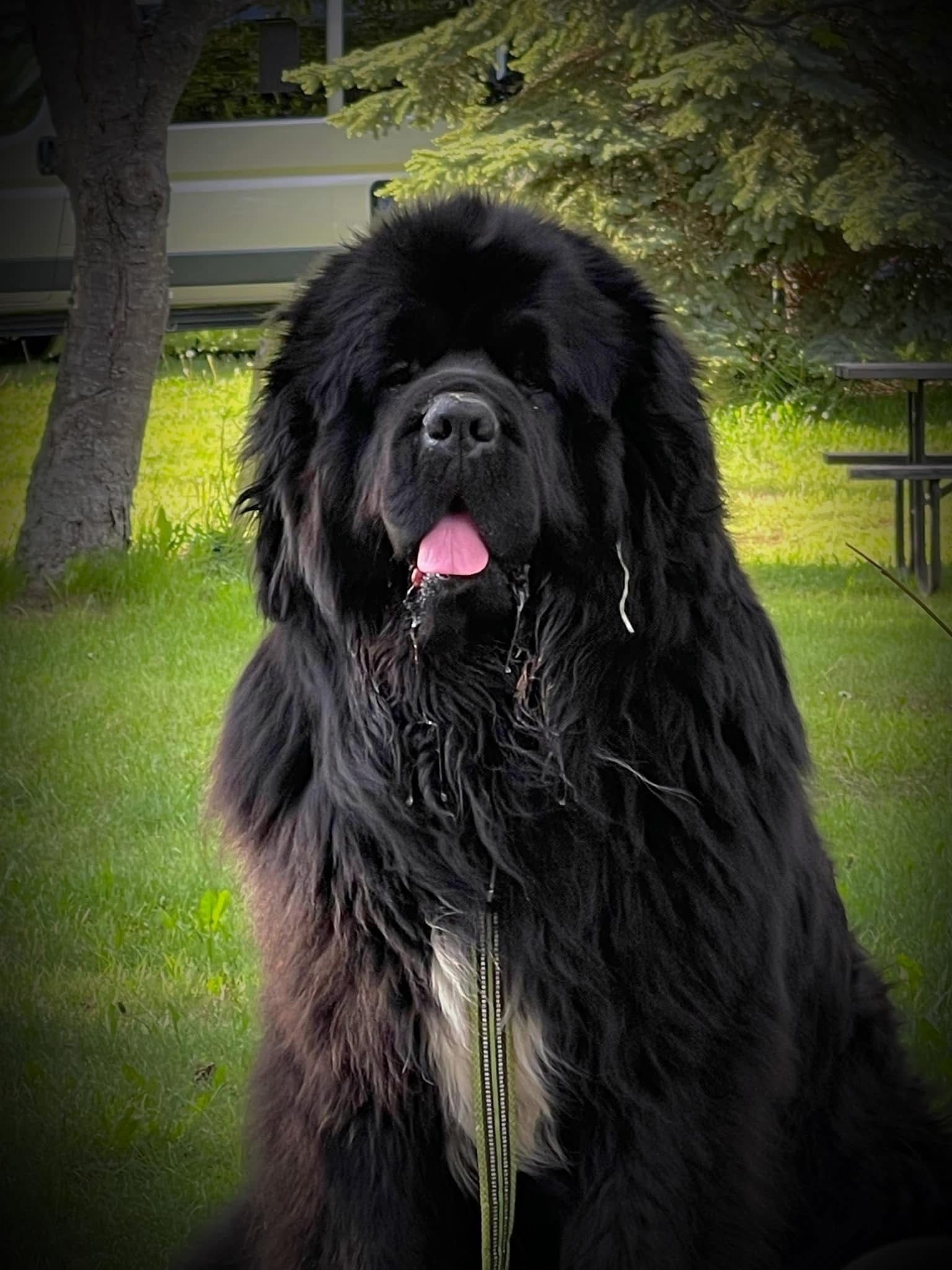 A german shepherd and a puppy are laying next to each other on gravel.