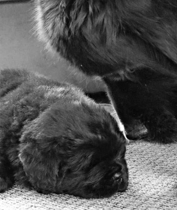 A german shepherd and a puppy are laying next to each other on gravel.
