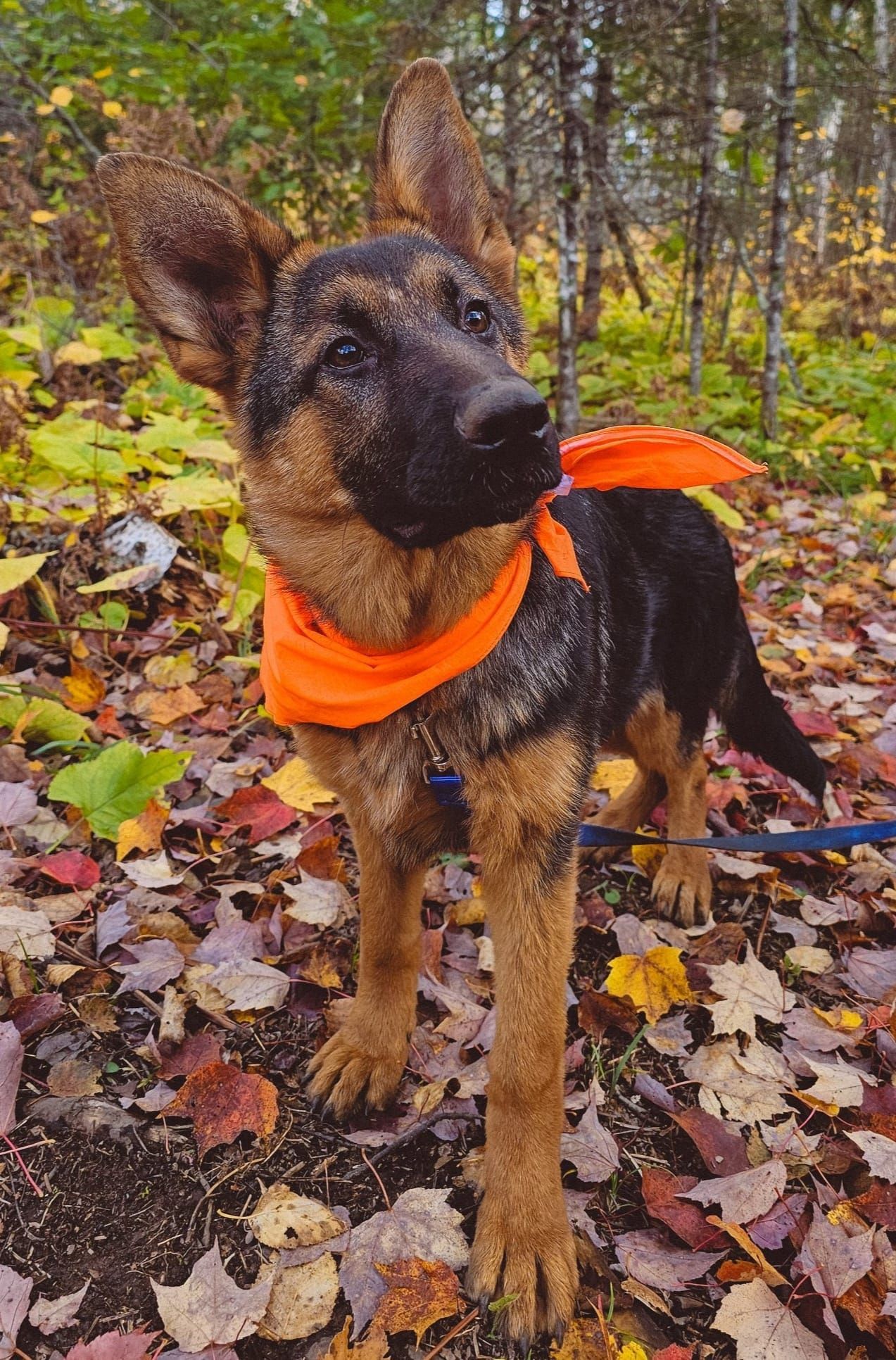 A german shepherd puppy wearing an orange bandana is standing in the woods.