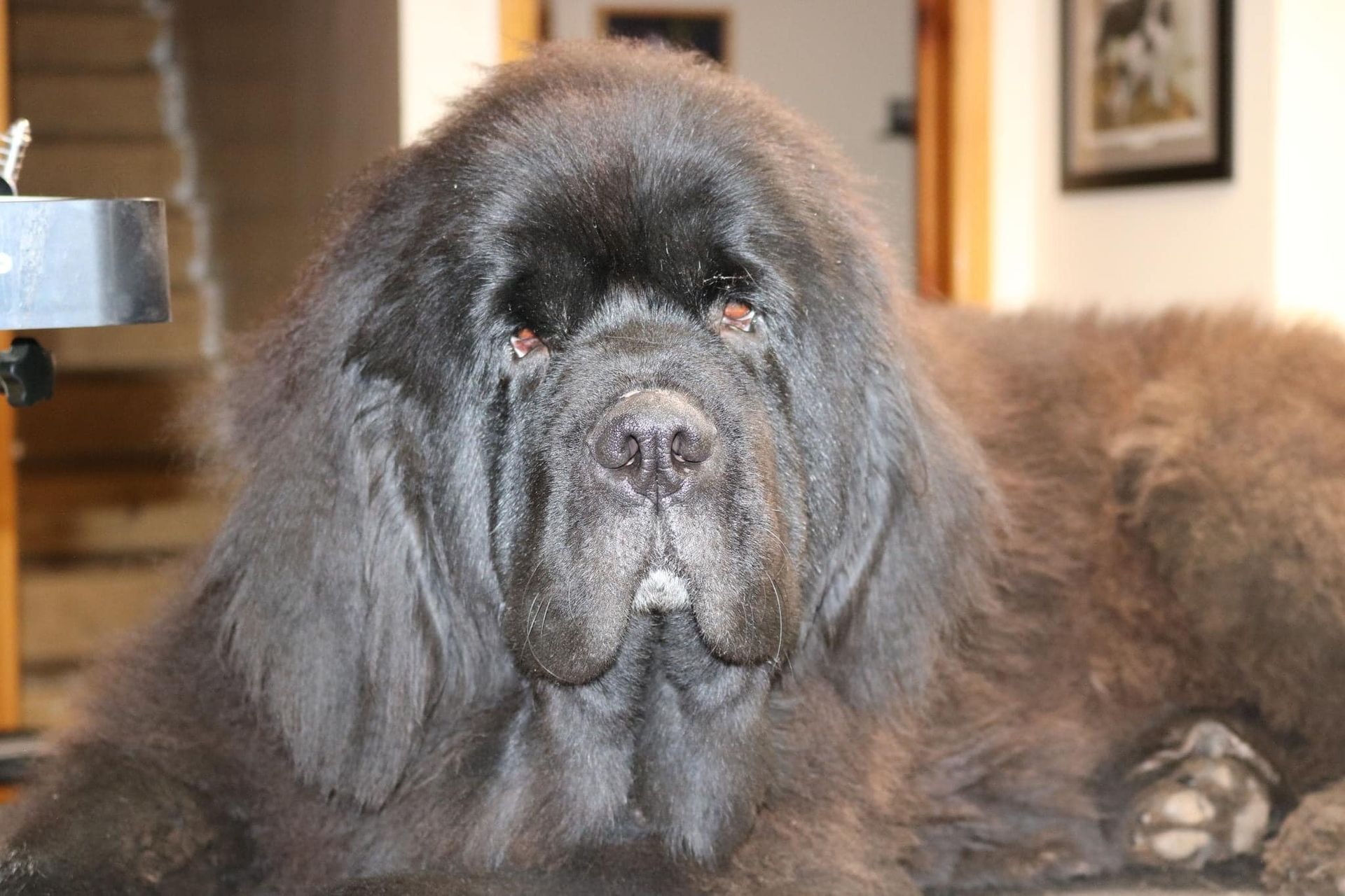A large black dog is laying on a couch and looking at the camera.